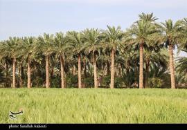 نیمه دوم تیرماه، آغاز برداشت محصول نخیلات استان بوشهر