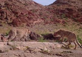 ثبت تصویری یک جفت پلنگ ایرانی در منطقه حفاظت شده کوه بیرمی دشتی