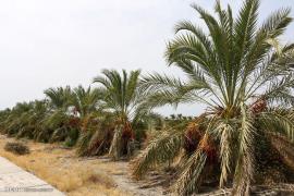 ممنوعیت توسعه باغات در استان بوشهر 