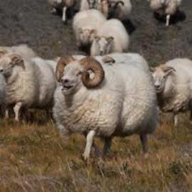 صادرات گوسفند زنده از ایران به کشورهای عربی تکذیب شد