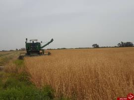 افزایش هشت برابری خرید گندم از کشاورزان بوشهری
