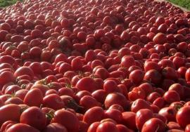  10درصد گوجه فرنگی خارج از فصل استان بوشهر صادر شود