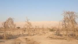 منابع طبیعی بوشهر: رویشگاه ژنتیکی آکاسیا آلبیدا در معرض تهدید جدی قرار دارد