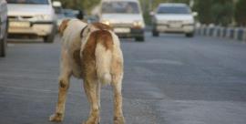 جولان سگ های ولگرد در شهر اهرم