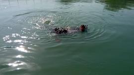 جوان خورموجی در آبگرم میر احمد تنگستان غرق شد+عکس