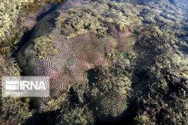 آلودگی‌های صنعتی و شهری عامل نابودی بخش زیادی از مرجان‌ها در دریا 