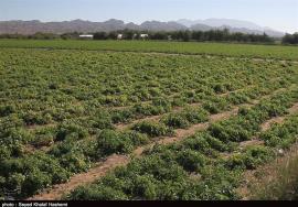 قیمت گوجه فرنگی در ‌بوشهر کاهش می‌یابد
