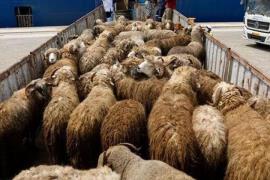 ۴۸ رأس گوسفند قاچاق در دیلم کشف شد