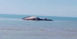 آتش زدن جسد نهنگ به گل نشسته در دیلم+فیلم