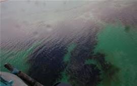 آلودگی های نفتی خسارت زیادی به اکوسیستم خلیج فارس وارد کرده است