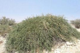 31هزار هکتار بیابان زدایی در استان بوشهر انجام شد