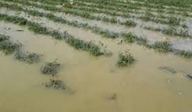  توفان و تگرگ 50 درصد به مزارع دیر خسارت وارد کرد