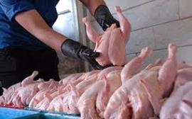 عرضه مرغ و گوشت با قیمت تنظیم بازار در نمایشگاه بهاره بوشهر