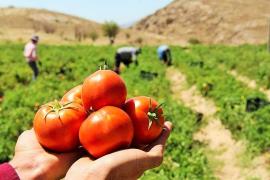 برداشت گوجه فرنگی دربوشهر آغاز شد