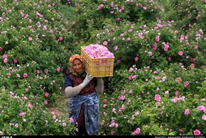 برداشت گل محمدی در روستای فرخد مشهد 