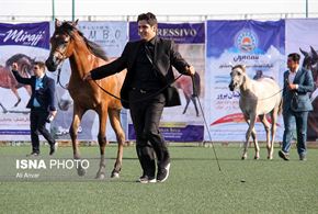 تصاویر/جشنواره ملی زیبایی اسب اصیل عرب - جام ساجم الناصر
