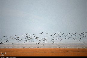 تصاویر/مهاجرت پرندگان به تالاب های فارس 