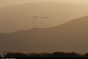 تصاویر/مهاجرت پرندگان به تالاب های فارس 
