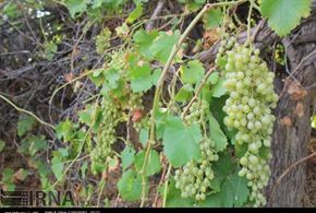 تصاویر/برداشت محصول انگور از باغ های ارم دشتستان