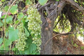 تصاویر/برداشت محصول انگور از باغ های ارم دشتستان