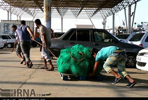 تصاویر/آماده سازی شناورهای صیادی بوشهر برای صید میگو