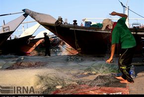 تصاویر/آماده سازی شناورهای صیادی بوشهر برای صید میگو
