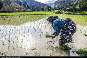 تصاویر/نشا برنج در گلستان