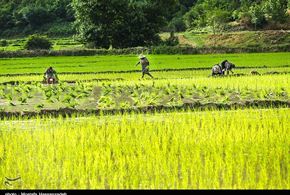 تصاویر/نشا برنج در گلستان
