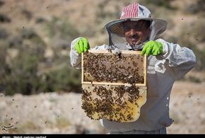 تصاویر/تولید عسل در جم