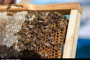 تصاویر/تولید عسل در جم