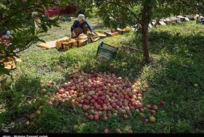 تصاویر/برداشت سیب در ارومیه