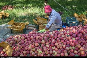 تصاویر/برداشت سیب در ارومیه
