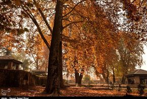 تصاویر/فصل پاییز در کشمیر