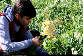 تصاویر/برداشت گل نرگس در دشتستان