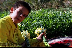 تصاویر/برداشت گل نرگس در دشتستان