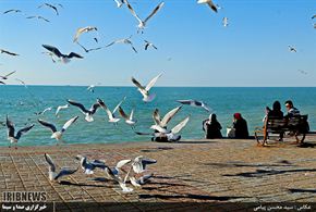 تصاویر/پرندگان ماهی خوار - بوشهر