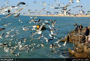 تصاویر/پرندگان ماهی خوار - بوشهر
