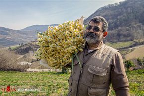 تصاویر/برداشت گل نرگس درمازندران
