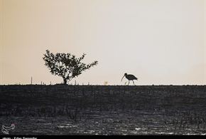 تصاویر/پرندگان خلیج فارس