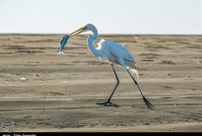 تصاویر/پرندگان خلیج فارس