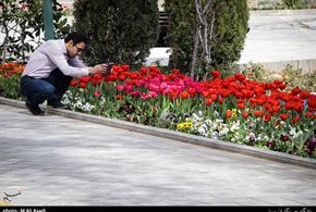 تصاویر/گلهای لاله در پارک شهر تهران