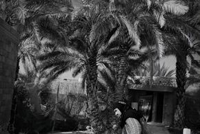تصاویر/خشکسالی و تبعات آن در بوشهر