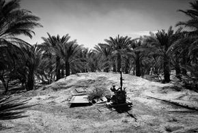 تصاویر/خشکسالی و تبعات آن در بوشهر