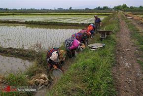 تصاویر/ نشاء برنج در گیلان