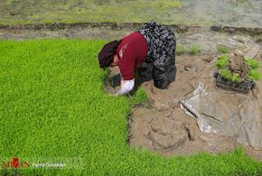 تصاویر/ نشاء برنج در گیلان