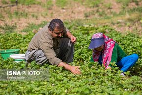 تصاویر/برداشت «طلای سرخ» کردستان