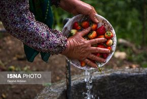 تصاویر/برداشت «طلای سرخ» کردستان