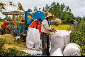 تصاویر/برداشت خوشه‌های برنج در گیلان