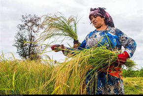 تصاویر/برداشت خوشه‌های برنج در گیلان