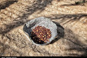 تصاویر/برداشت رطب از نخلستانهای روستای نظرآقا